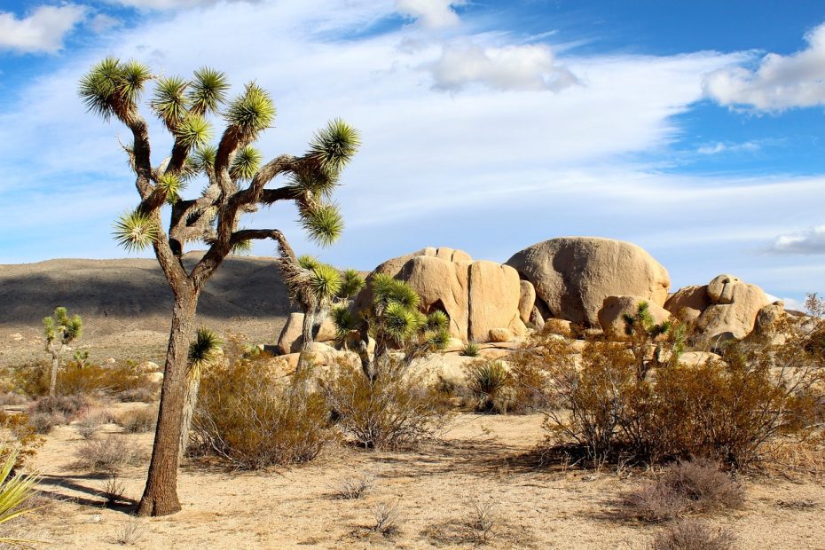 The best 5 pet friendly hotels near Joshua Tree National Park